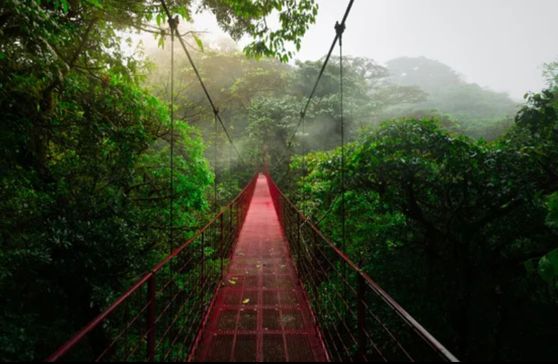 Monteverde Cloud Forest