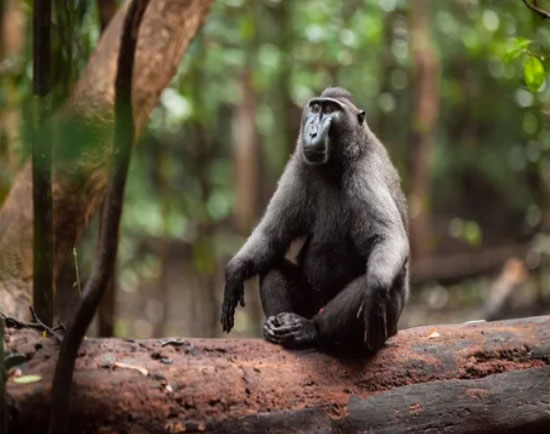 Tangkoko Nature Reserve